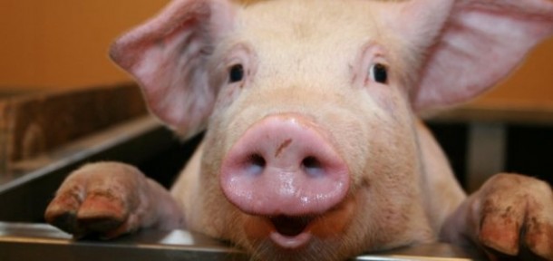Schweinchen©unexplained