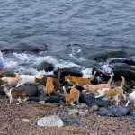 catisland